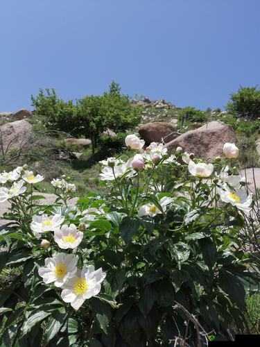 野花韩国中文版免费观看:感受自然之美,领略异国风情