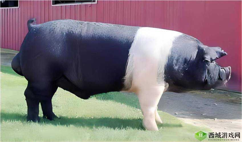 人马畜禽 CORPORATION 猪巴西:关于其独特性质与作用的探讨