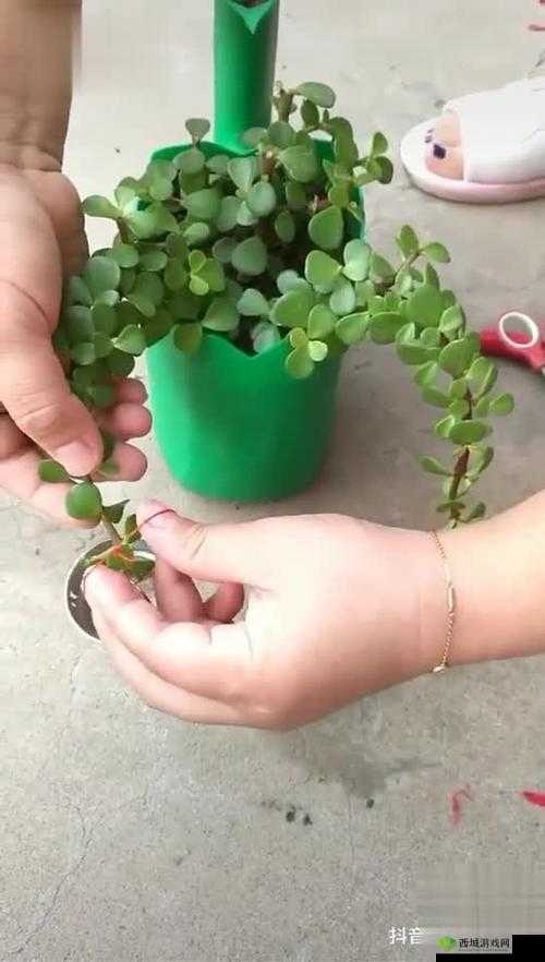 扦插 BB 有什么好处视频:深入探究植物繁殖的奇妙方式