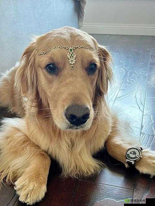 女人戴上项链变狗:一场神秘而奇异的变形之旅