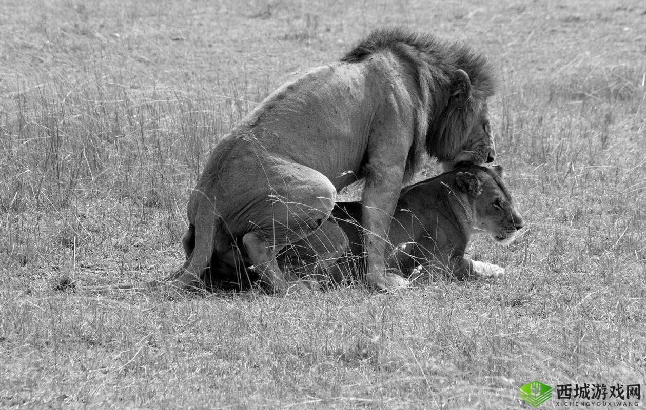 欧洲极品人与兽:一场关于人性与兽性的极端探索