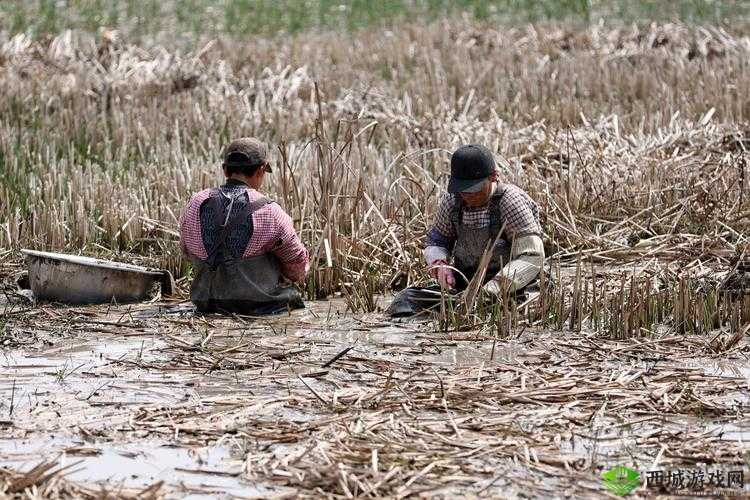 FreeeXxXxX×女性农民:一群在田野中绽放光彩的坚韧群体