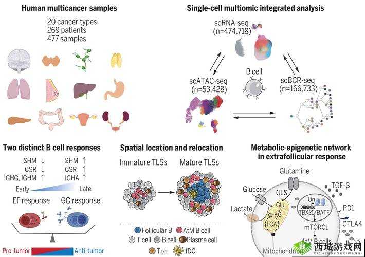 各种 B 型图片:探索不同类型 B 型图片的奥秘与魅力