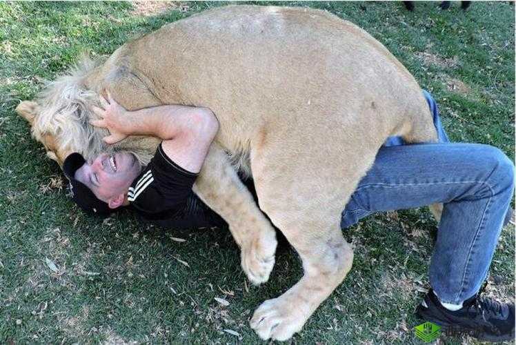 超碰免费人与兽:探索人与动物之间的奇妙关系