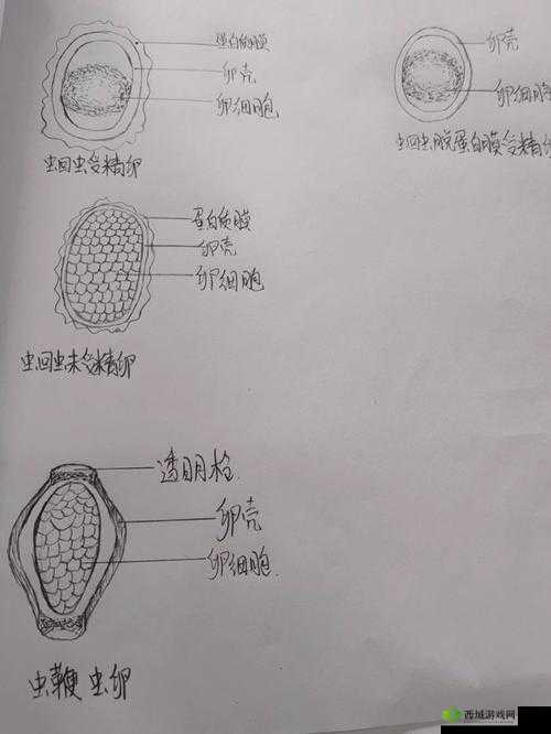 虫子产卵工具:人类竟沦为其特殊存在载体