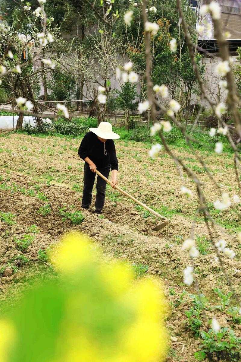 耕种姨妈肥沃的土地:一段独特的田园耕耘之旅