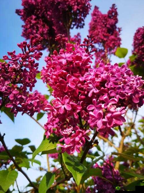 五月丁香色综合久久 69 堂:释放激情的私密花园