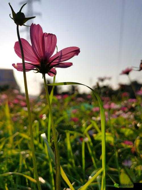 野花韩国视频中文免费观看 7:精彩视频内容等你来欣赏