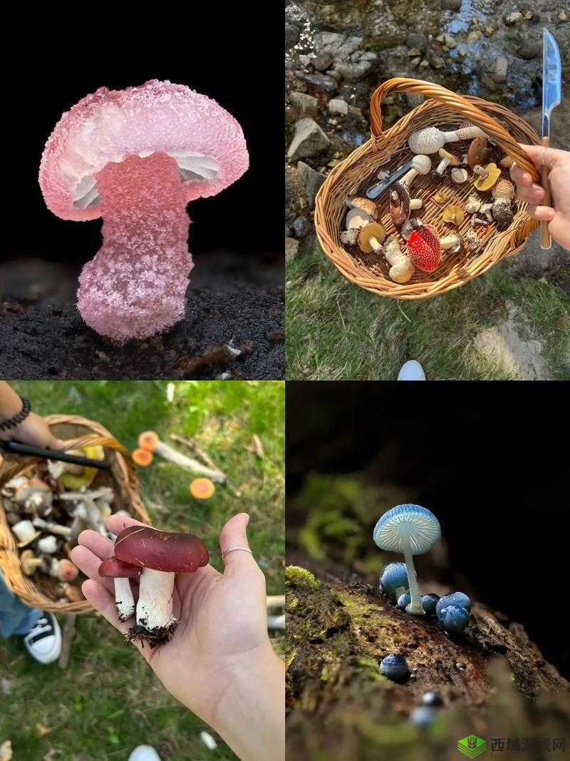 蘑菇视频深夜释放自己:探寻其背后的意义与影响