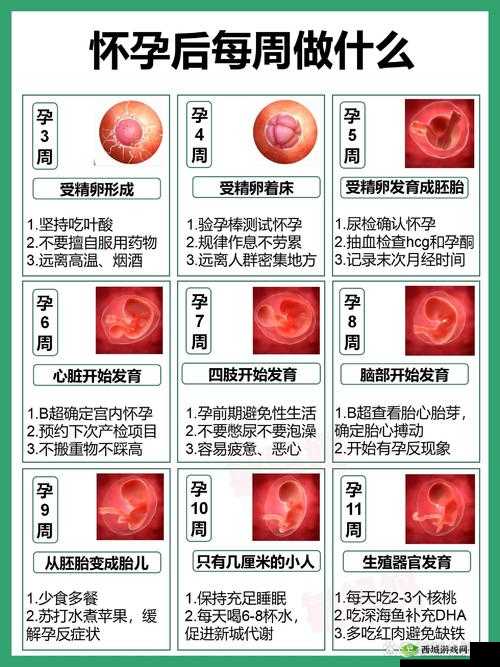 末发育牲 XXⅩDH:探索人类发育的奥秘