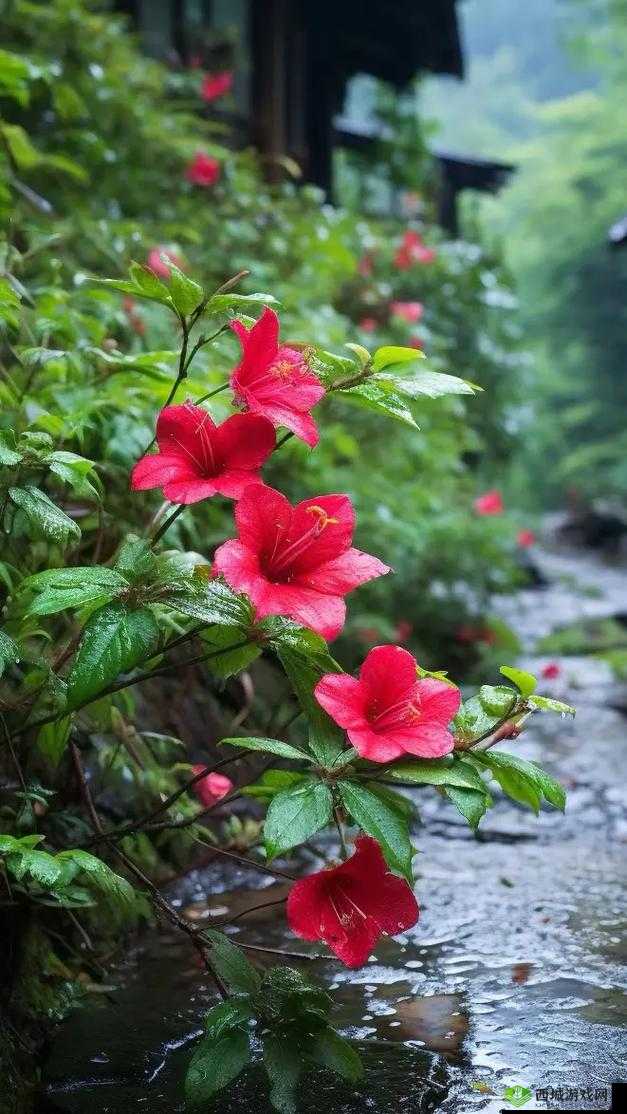 野花高清在线视频免费观看6:带来精彩视觉体验