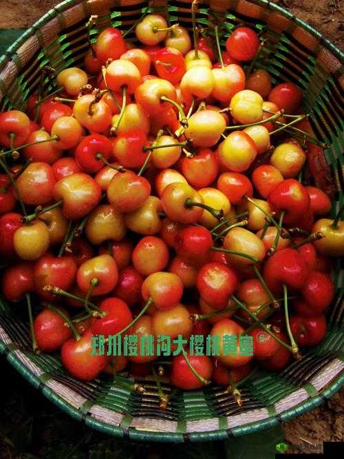 樱桃黄软件:畅享健康娱乐时光