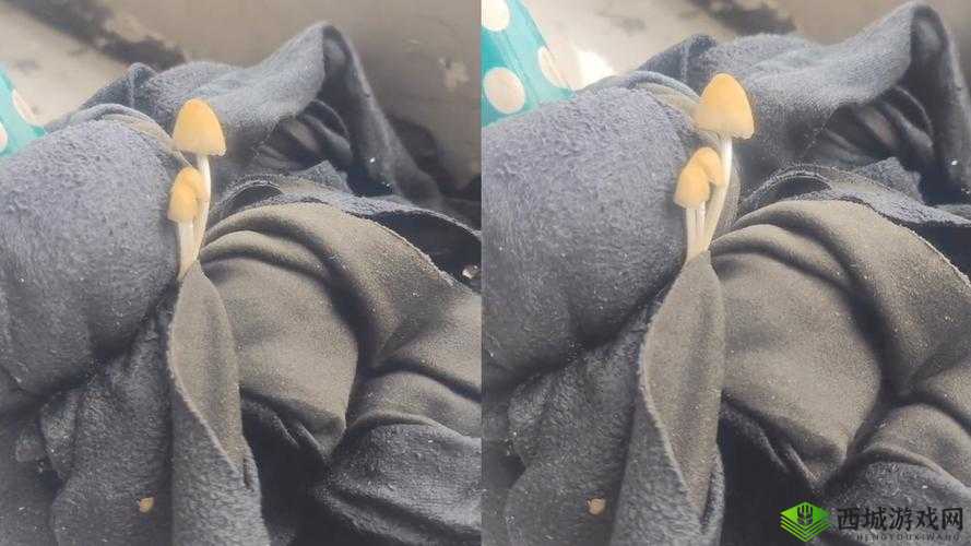 17ccgcg 吃瓜网黑料爆料蘑菇:震惊究竟是道德的缺失还是人性的沦丧