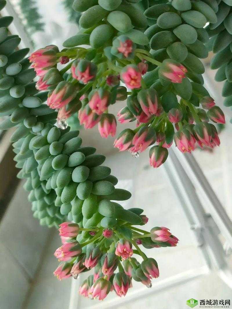 玉缀多肉能叶插:打造绿色生命奇迹