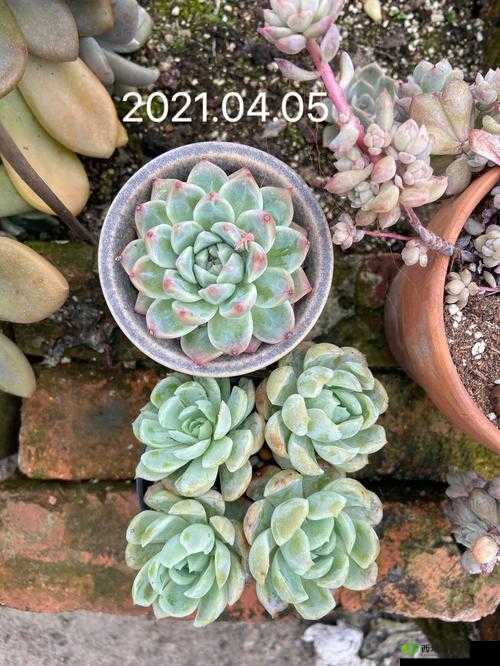 1V3 多肉:一场别开生面的植物竞技与成长之旅