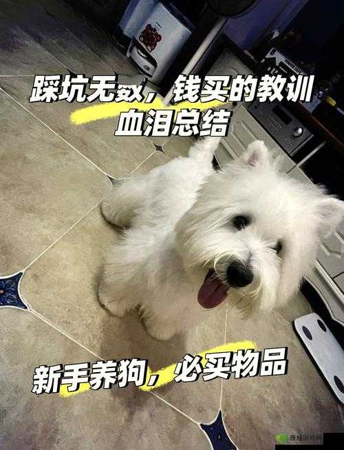 女狗出街任务表:狗狗外出必备事项清单