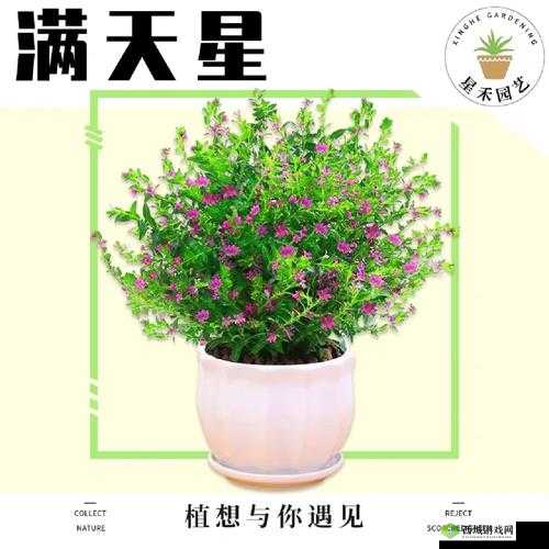 法国满天星家庭保姆:提供最优质贴心的服务