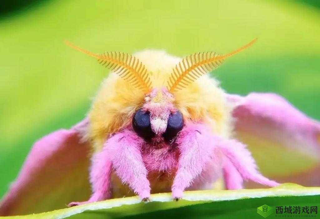 当毛茸茸的巨大 BW 成为视觉焦点:探索奇妙的毛绒世界