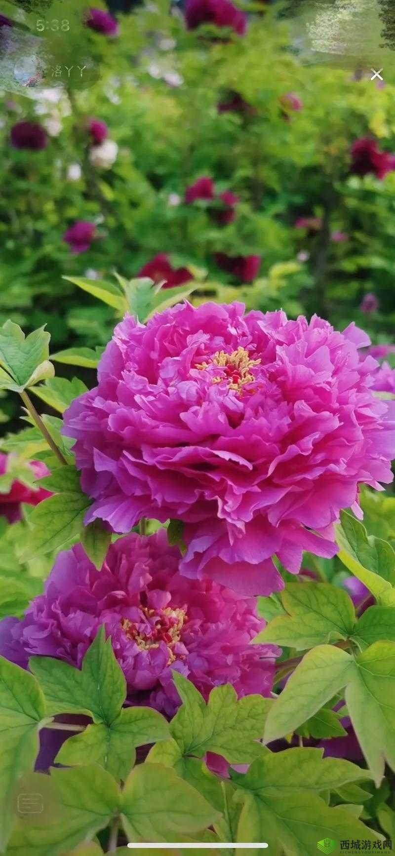 亭亭玉立国色天香四月天科普:带你领略不一样的美好世界