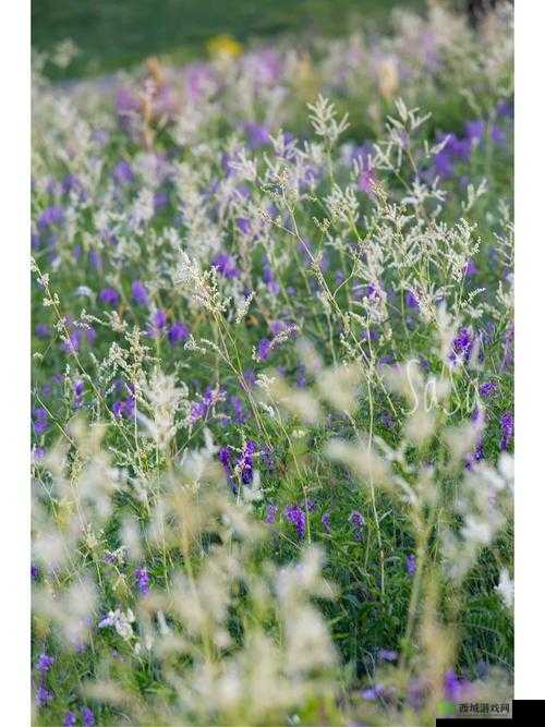 在这片宁静的田野上,野花绽放:日本中文免费完整版 4