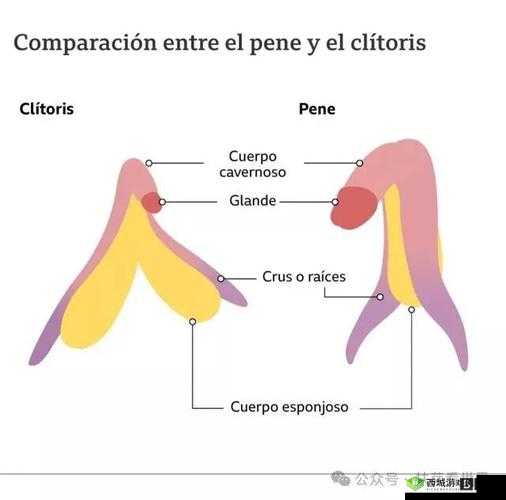 女人 精 69XXXⅩXX 猛交:探索女性性爱的极致体验