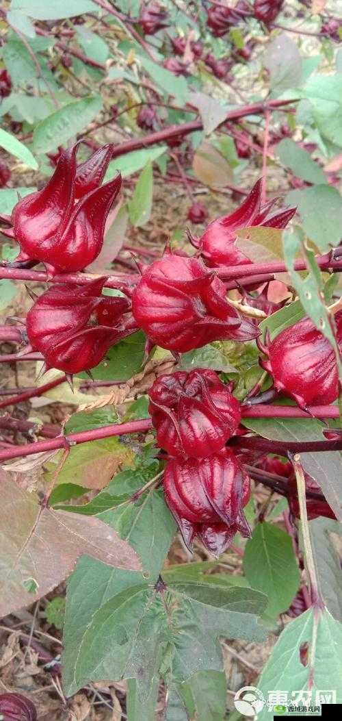 玫瑰茄，自然之魅与味蕾之舞