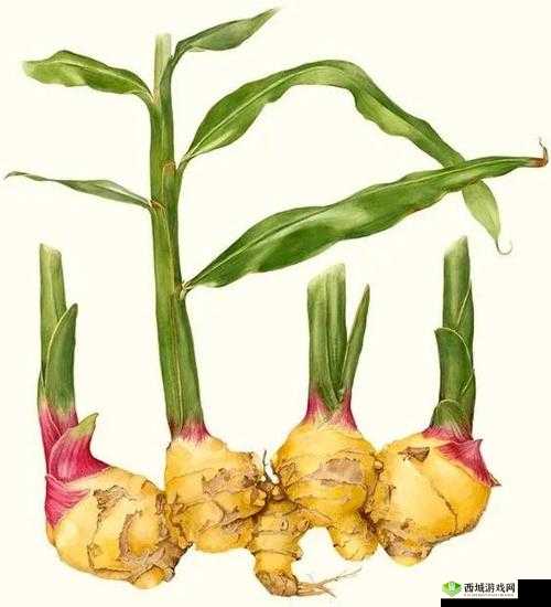 创造与魔法姜，资源管理中的瑰宝与生姜果茶的奇妙之旅