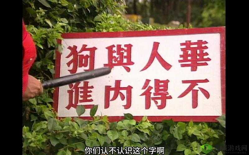 中国 zoom 人狗 app:探索别样趣味与新奇体验