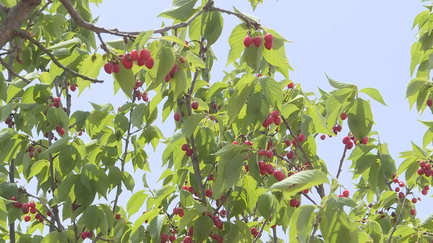 樱桃成熟时 5D:一场别样的视觉盛宴