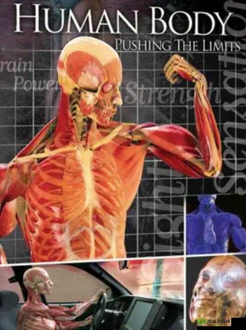 大胆人体艺术拳交：探索人体美学的极限