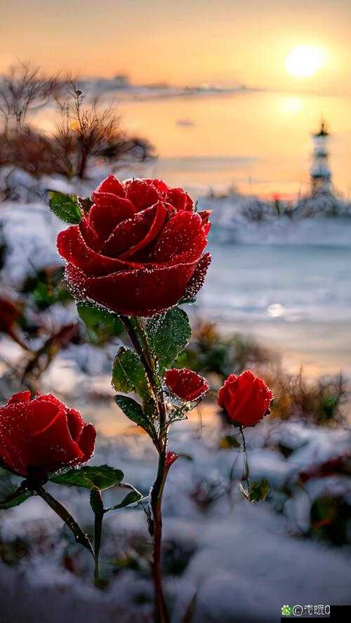 花色 98 堂最火的一句:邂逅浪漫,品味爱情的甜蜜与苦涩