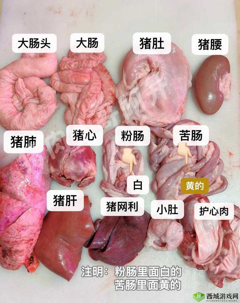 人猪杂交像钻头:科学与伦理的边界