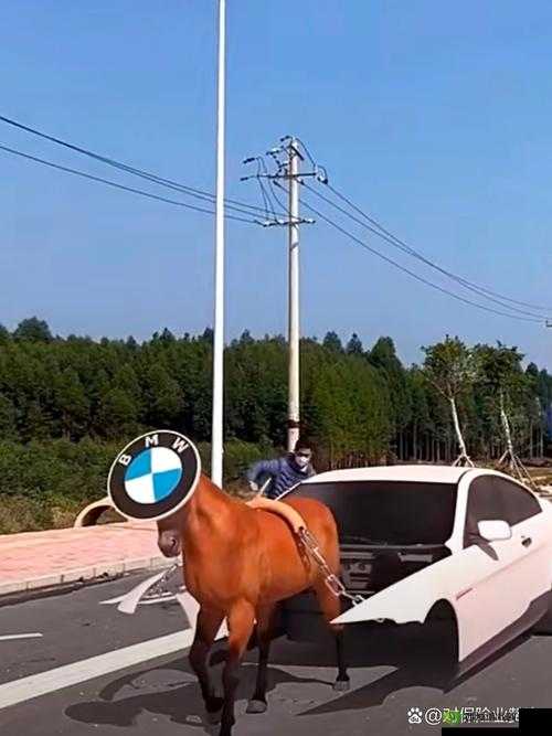 顶级稀缺小马拉小车:物以稀为贵的极致体验