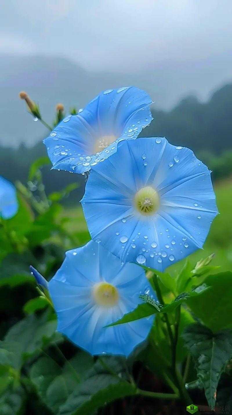 野花高清影视免费观看西瓜:畅享视觉盛宴,尽在野花高清影视