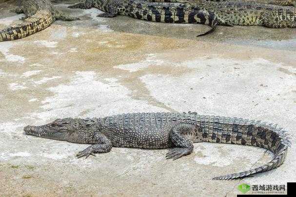 蛇王的尾巴高ah竟然有这种神奇功能:探秘背后的奥秘