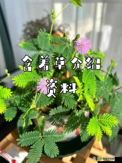 含羞草四大品种盘点:带你领略神奇的含羞草世界