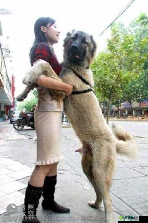 人与嘼在线:探讨人与动物关系的新视角