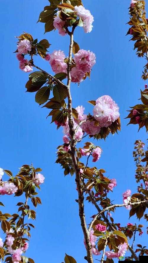野花日本高清免费 6:一场视觉与心灵的震撼之旅
