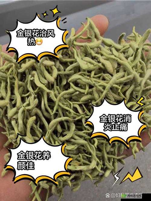 小尾巴 txt 金银花原文:金银花的奇妙功效与作用