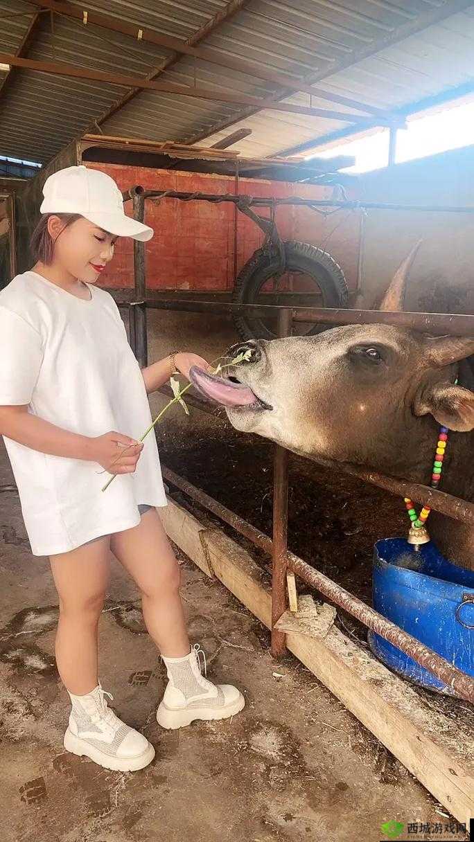 美女户外勾搭放牛老头:是道德沦丧还是人性扭曲?