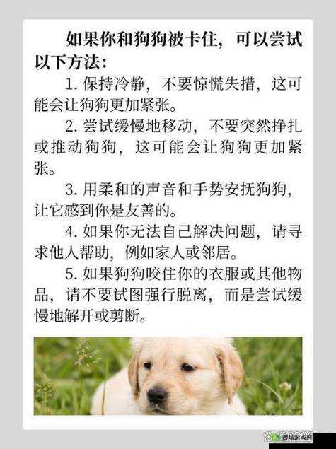 狗狗卡住了究竟是怎么回事呢