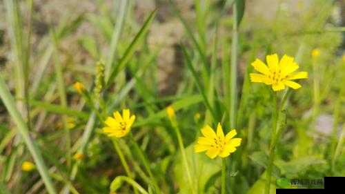 野花社区 WWW 三无限播放:畅享无限精彩的免费视频平台