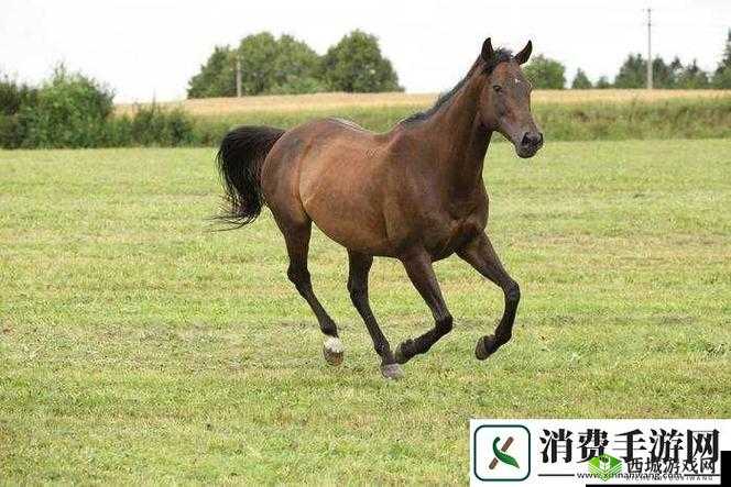 最新的 ZOOM 动物马:关于它的有趣探索与发现