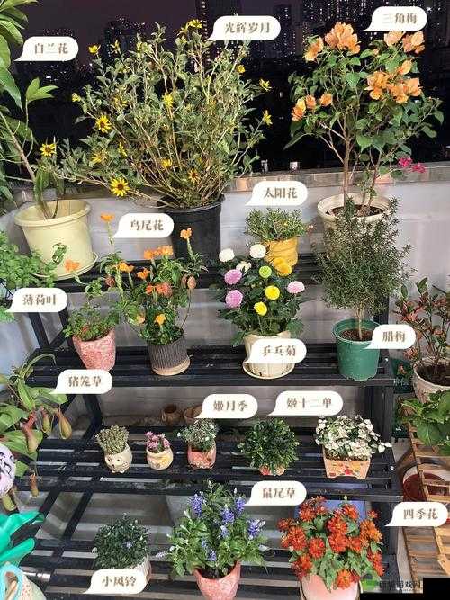 小花园想夹东西怎么办:快来看看解决办法有哪些