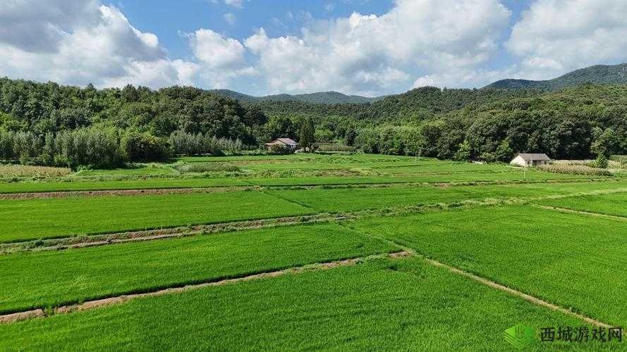 废土之上，绿意盎然，用木头与草编织的农田梦