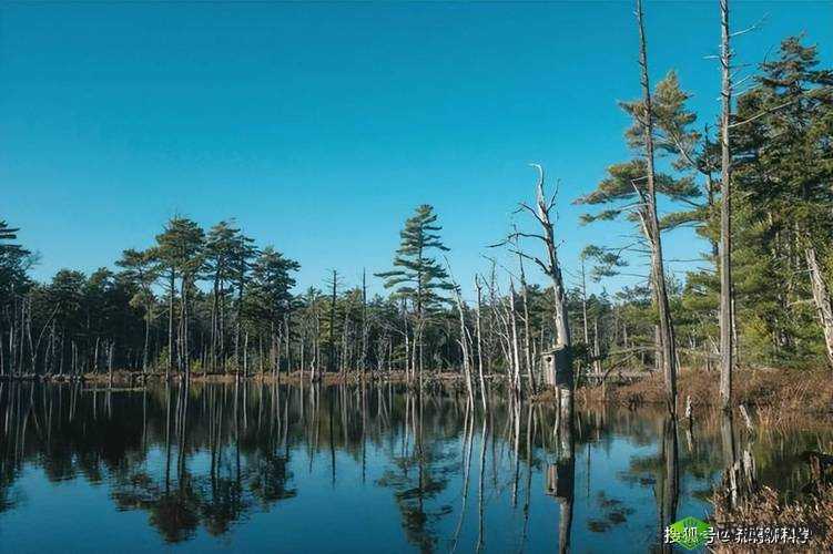 韩无码:一个充满神秘色彩的独特存在令人好奇