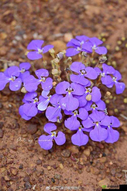 野花韩国日本免费观看:探寻亚洲影视文化之美