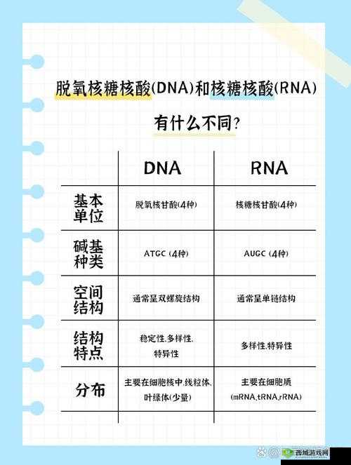 母亲 dna 和儿子 dna 一样不：关于亲子 dna 差异的深入探讨与分析