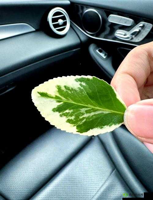 叶子户外勾搭直:一场别开生面的户外奇遇之旅