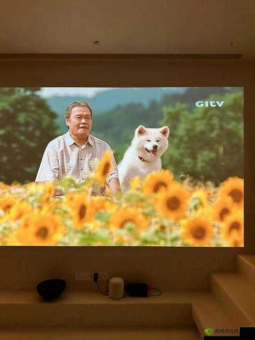 蘑菇视频深夜释放自我,畅享独特观影体验